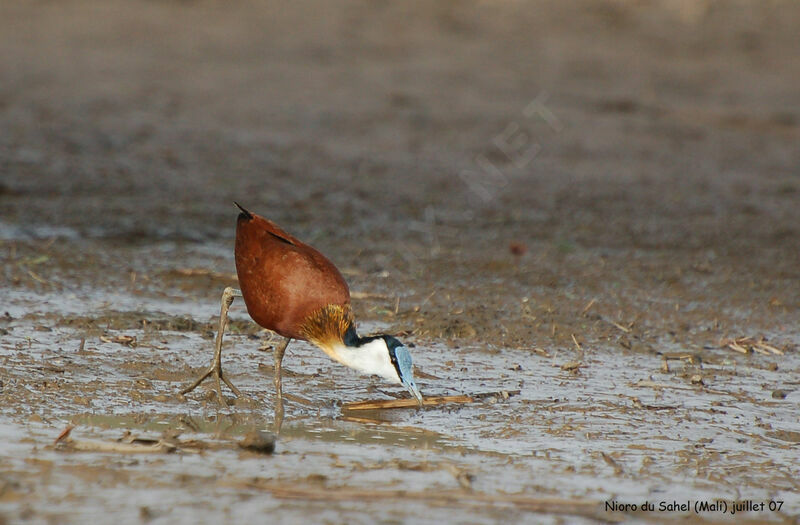 Jacana à poitrine dorée