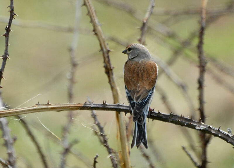 Common Linnet male adult