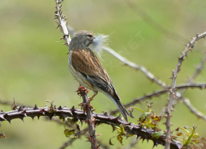 Common Linnet female adult, Reproduction-nesting