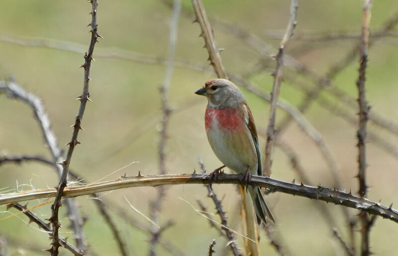 Common Linnet male adult, identification