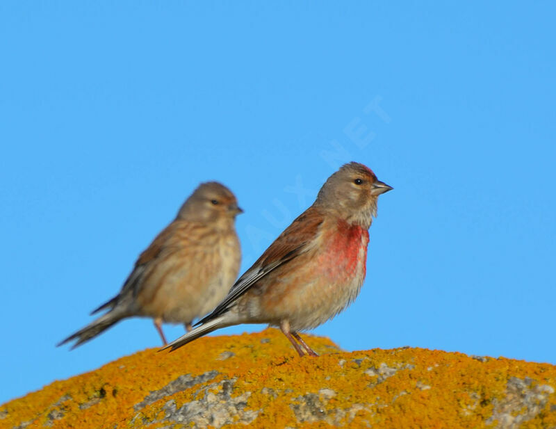 Linotte mélodieuse , identification