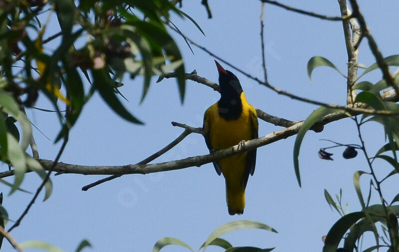 Black-winged Orioleadult, identification