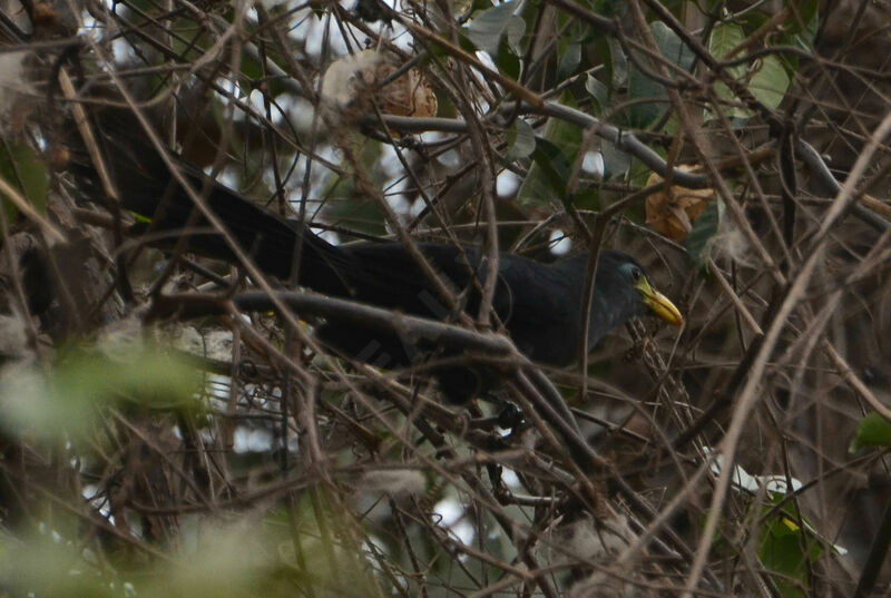 Blue Malkohaadult, identification