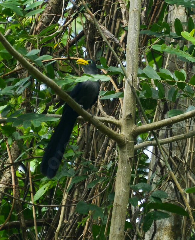 Blue Malkohaadult, identification