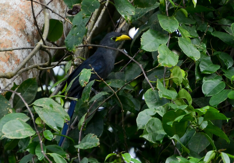 Blue Malkohaadult, identification