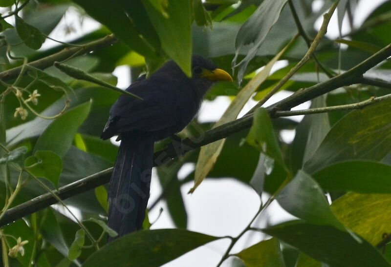 Blue Malkoha