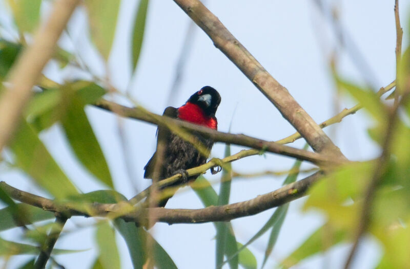 Blue-billed Malimbeadult, identification