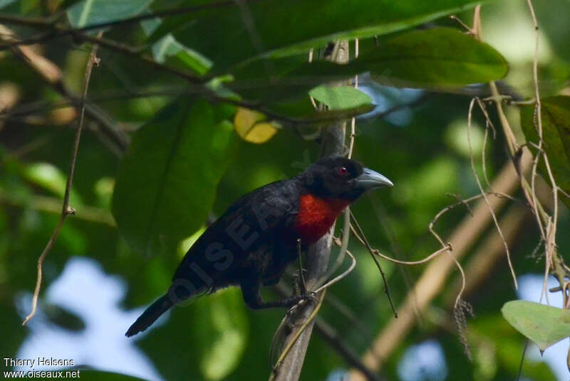 Malimbe à bec bleuadulte, identification