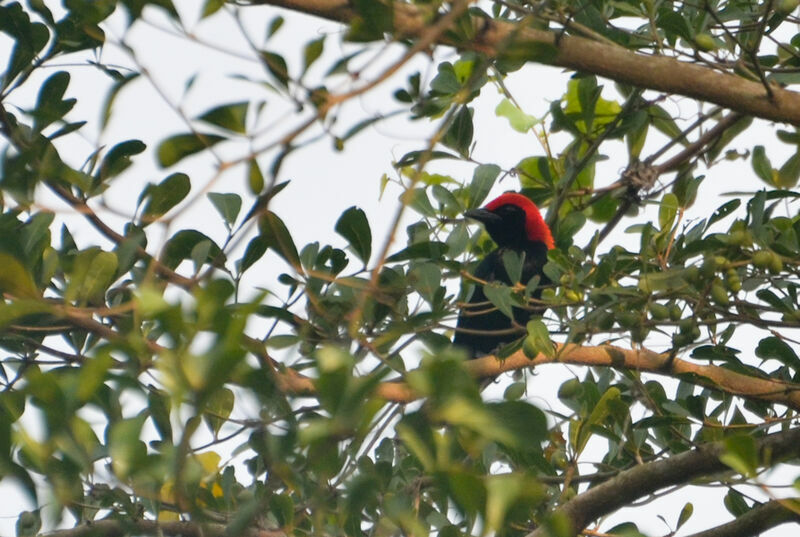 Red-headed Malimbe male adult