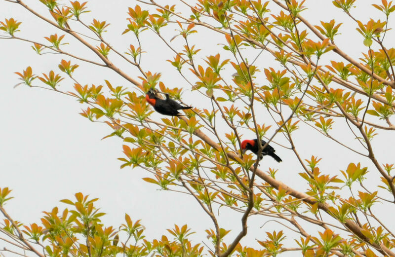 Red-headed Malimbeadult breeding, feeding habits