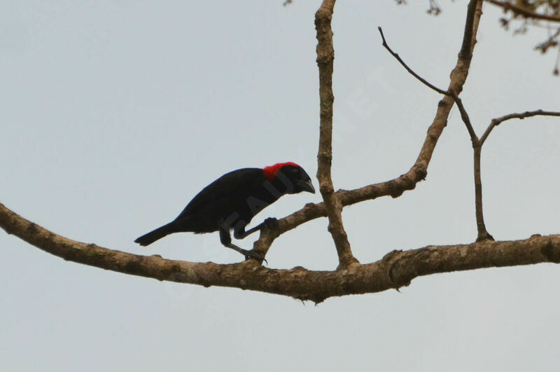 Red-headed Malimbe female adult