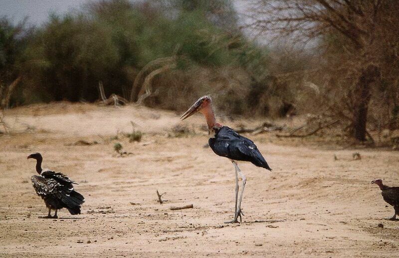 Marabout d'Afriqueimmature