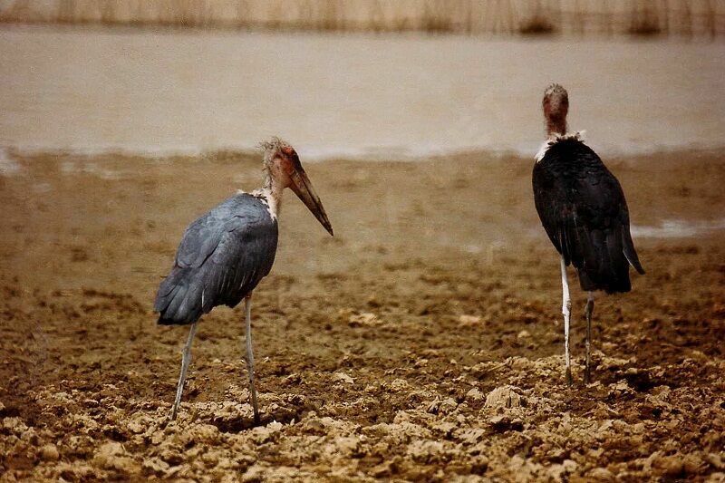 Marabou Storkadult post breeding