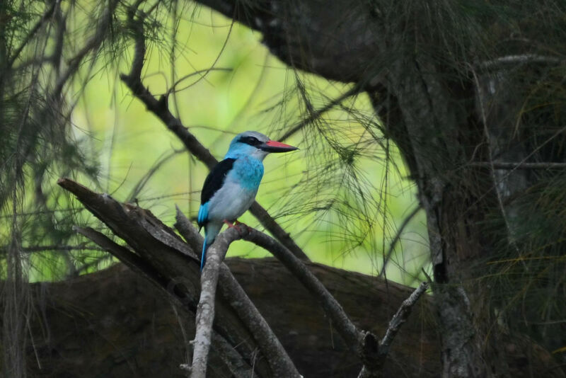 Blue-breasted Kingfisheradult