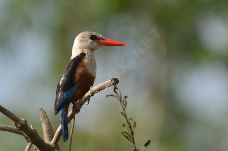 Grey-headed Kingfisheradult, identification