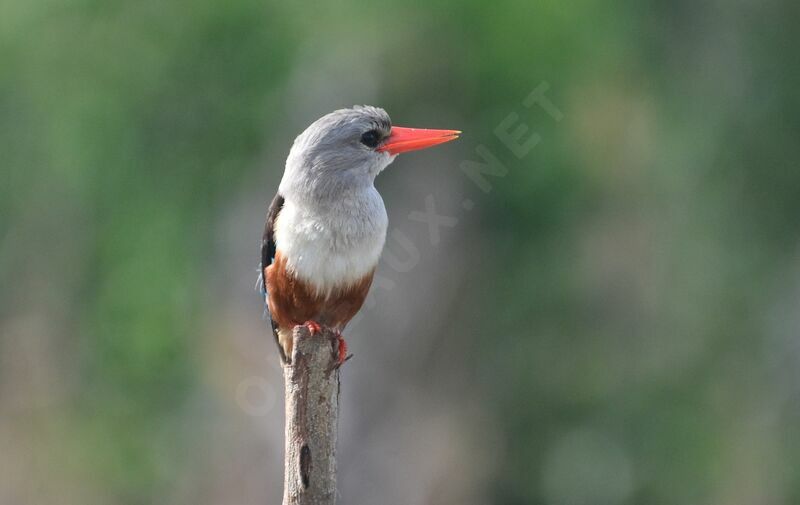 Grey-headed Kingfisheradult, identification