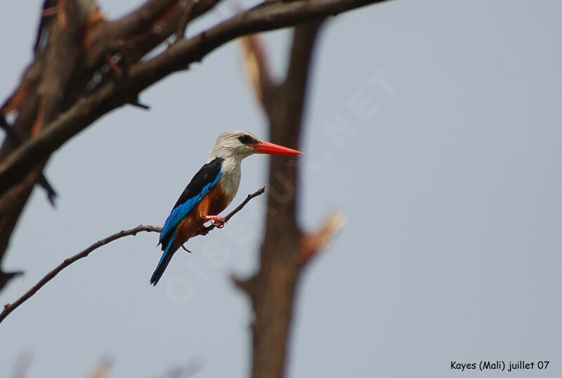 Grey-headed Kingfisher