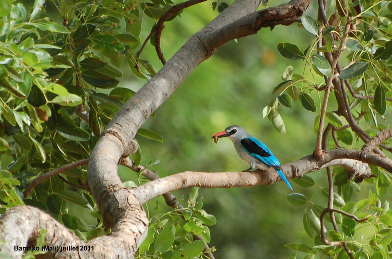 Woodland Kingfisheradult, feeding habits