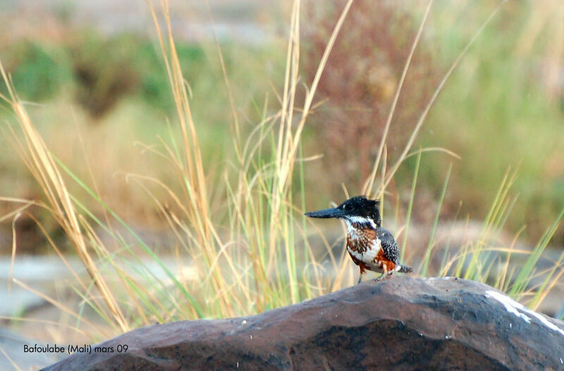 Giant Kingfisher female immature