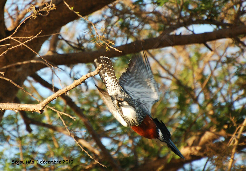 Giant Kingfisher male adult, Flight