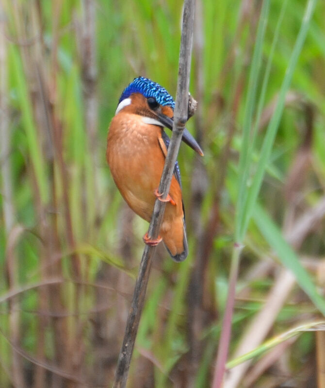 Martin-pêcheur huppéimmature, identification