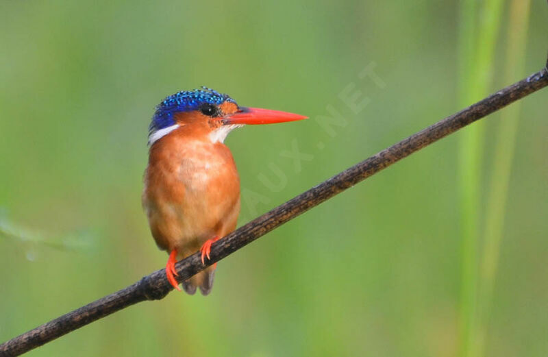 Martin-pêcheur huppéadulte, identification