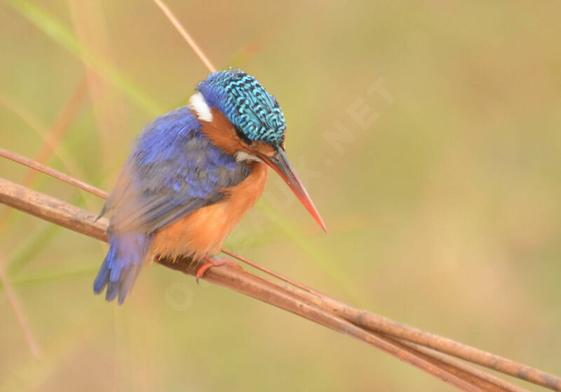 Martin-pêcheur huppéadulte, identification