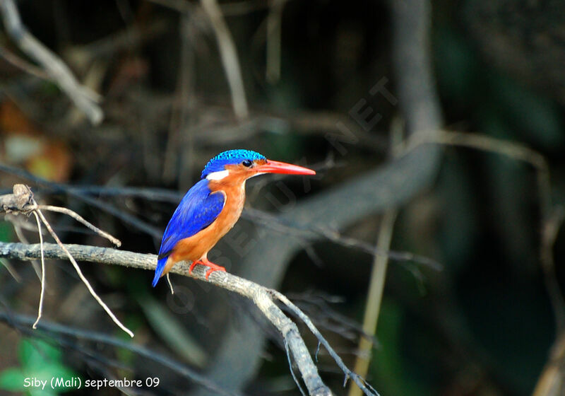 Malachite Kingfisheradult, identification