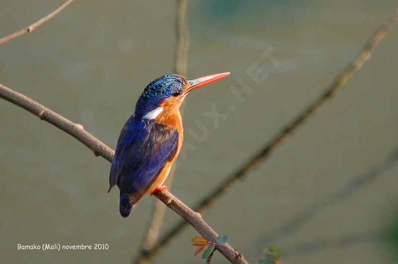 Malachite Kingfisher, identification