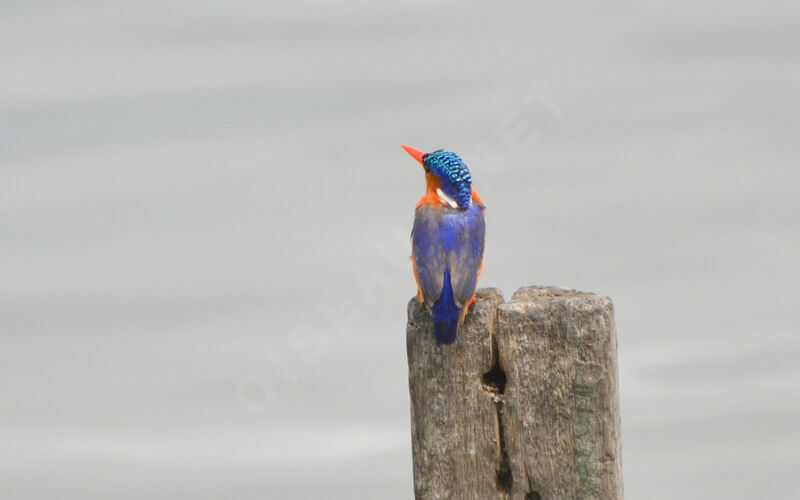 Malachite Kingfisher