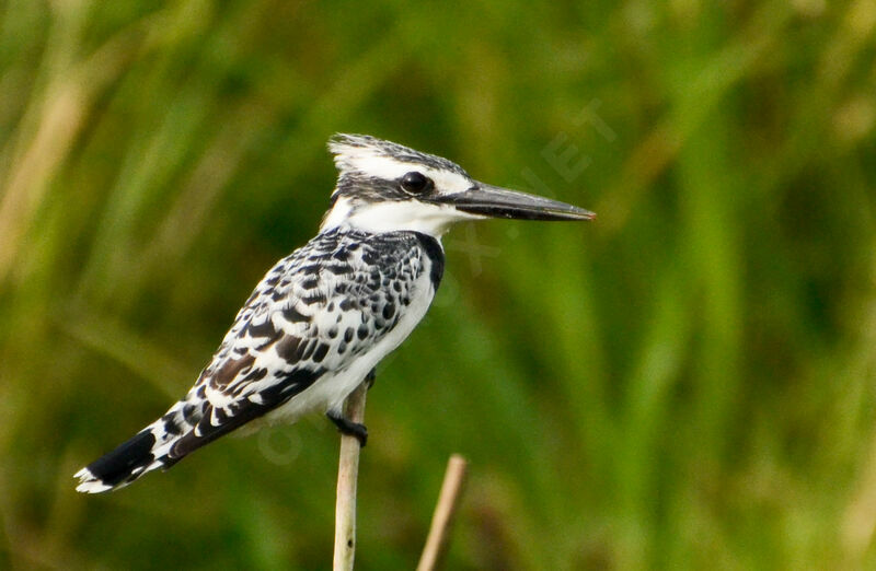 Martin-pêcheur pieadulte, identification