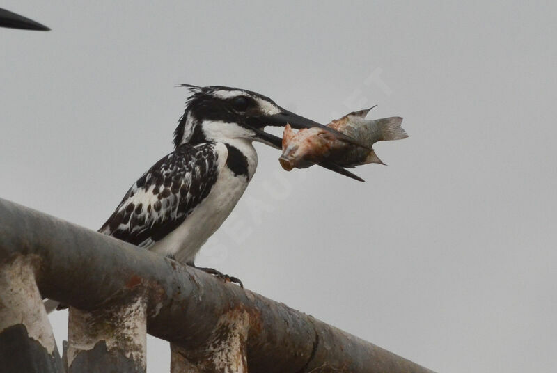 Pied Kingfisher female adult, fishing/hunting