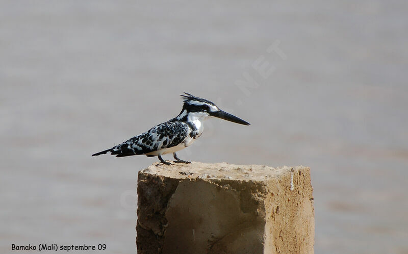 Martin-pêcheur pie mâle adulte, identification