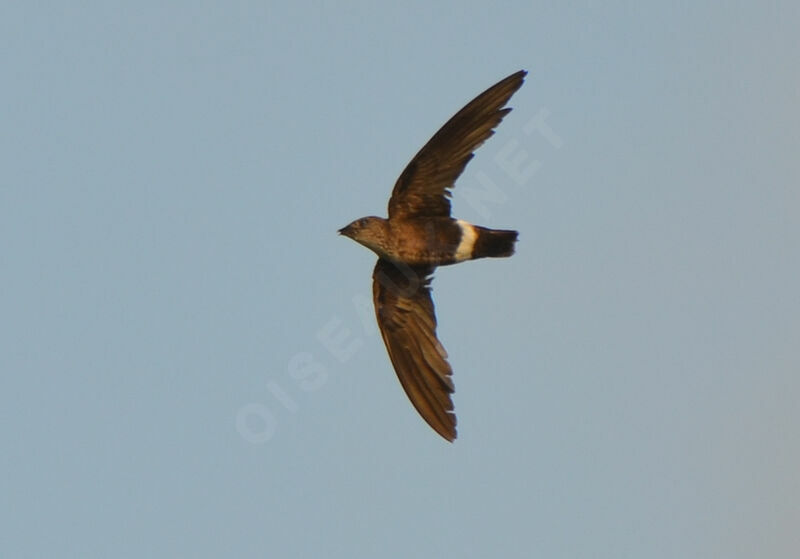 Mottled Spinetail, Flight