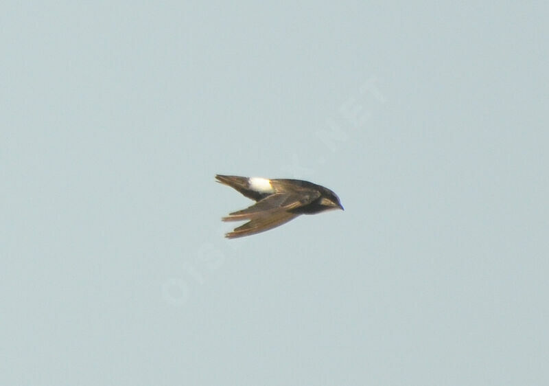 Little Swiftadult, Flight