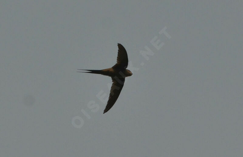 African Palm Swiftadult, Flight