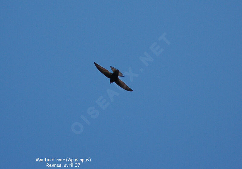 Common Swiftadult