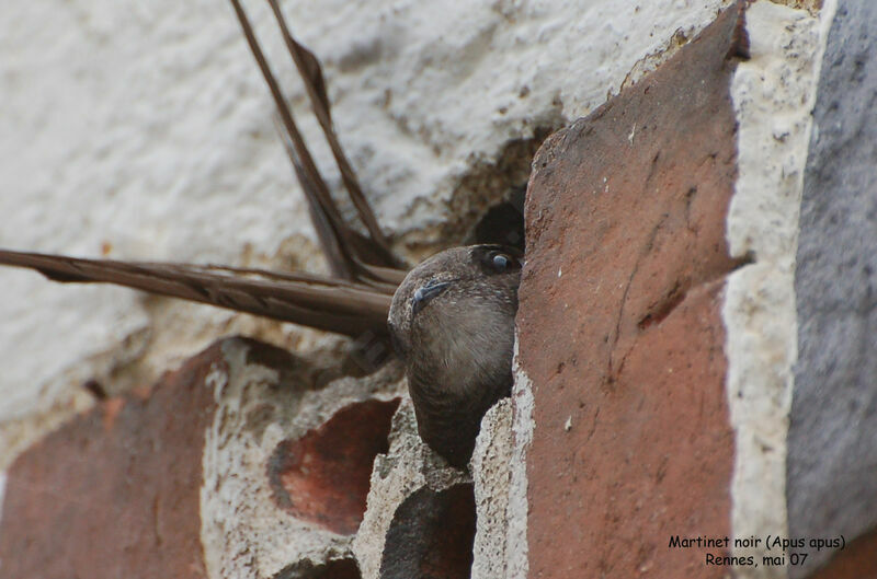 Common Swiftadult breeding