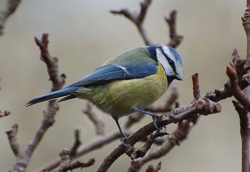 Eurasian Blue Titadult