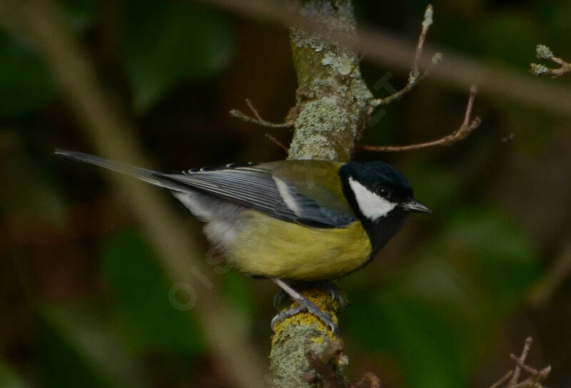 Mésange charbonnièreadulte