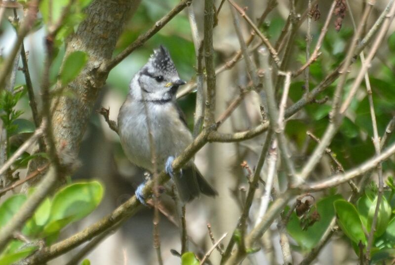 Mésange huppéejuvénile