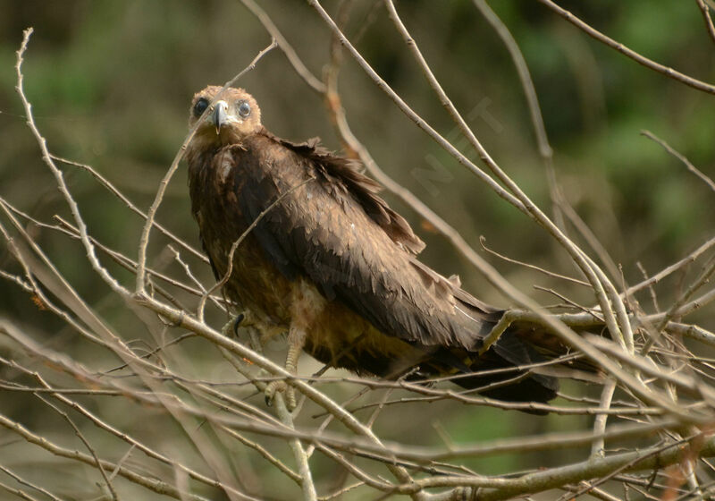 Yellow-billed Kitejuvenile