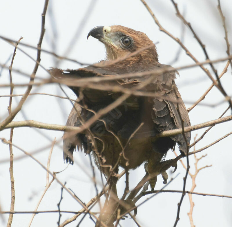 Yellow-billed Kitejuvenile