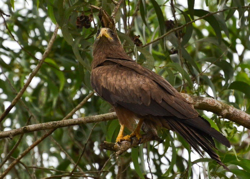 Yellow-billed Kiteadult, identification