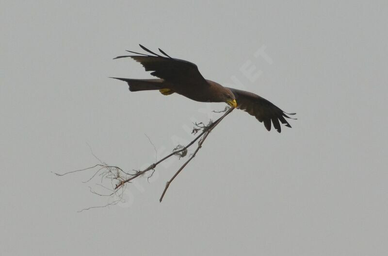 Yellow-billed Kiteadult, Reproduction-nesting