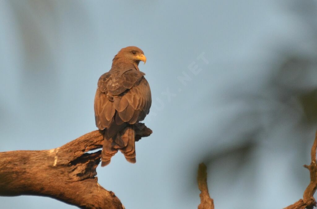Yellow-billed Kiteadult, identification