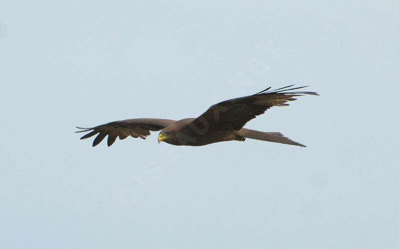 Yellow-billed Kiteadult, Flight