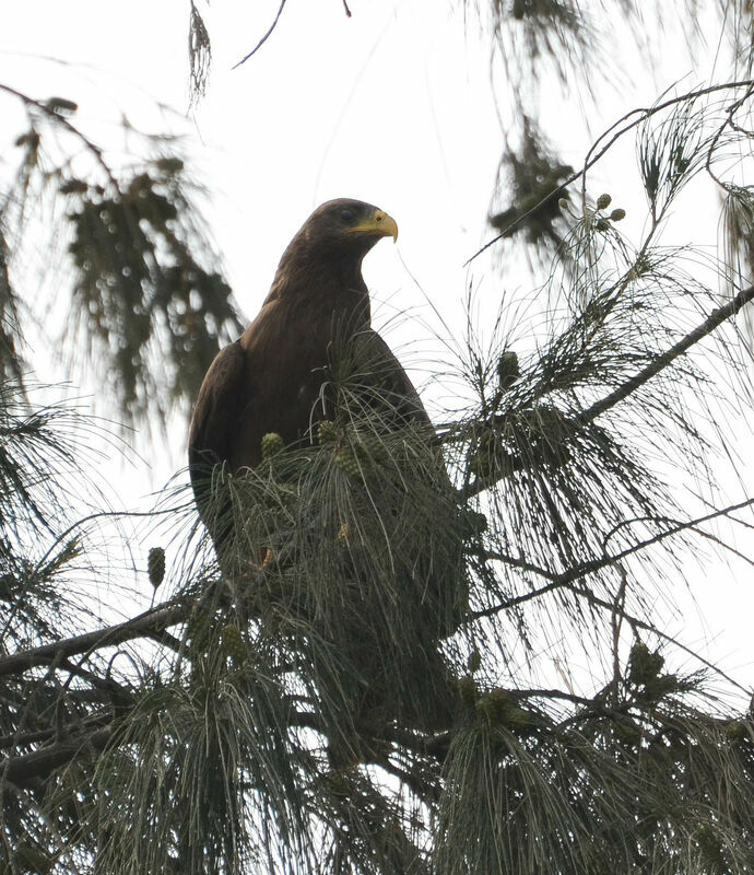 Yellow-billed Kiteadult