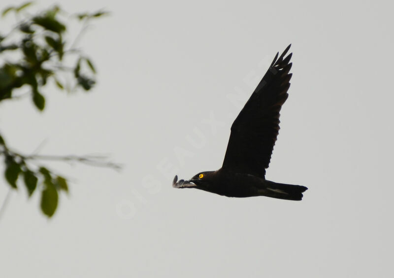 Bat Hawkadult, Flight