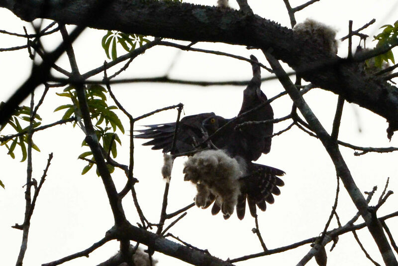 Bat Hawkadult, Flight